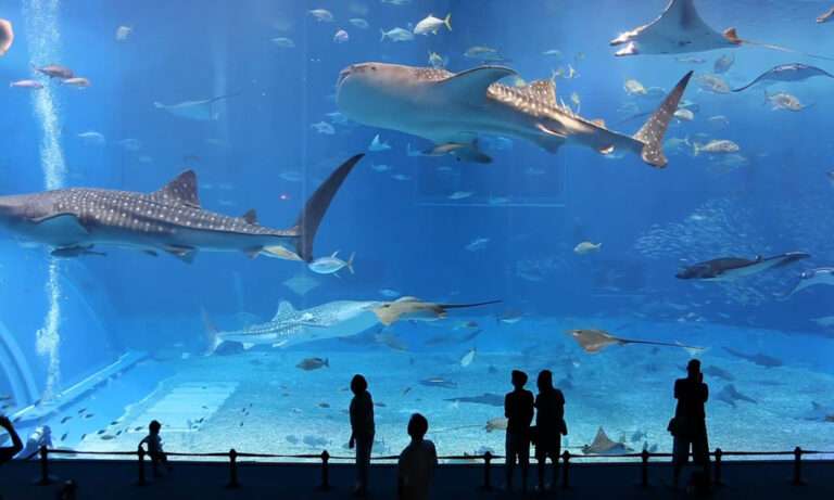 Grand Aquarium