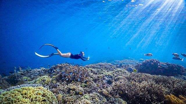 free diving red sea