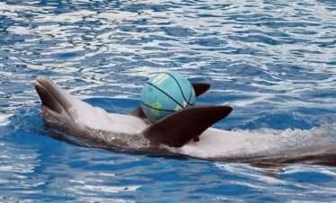 Dolphine