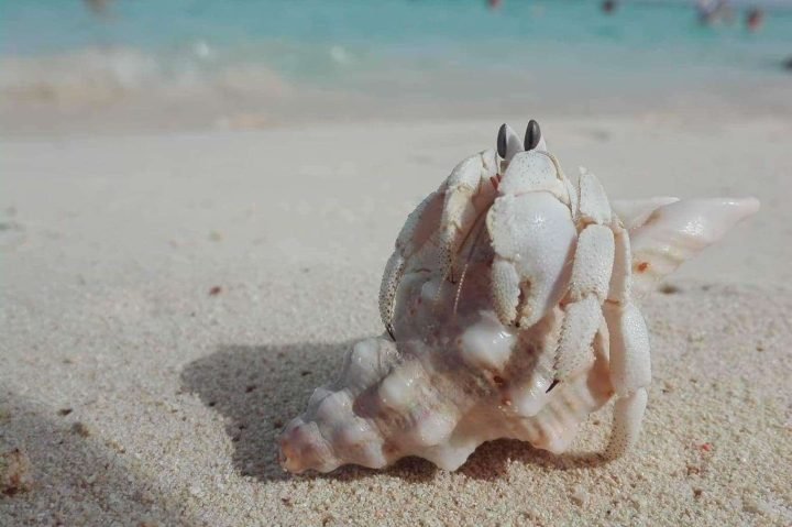 beach life