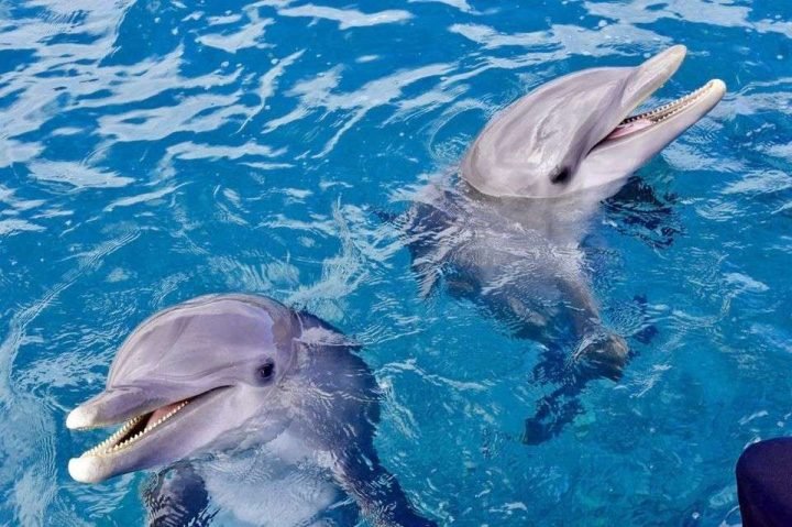 dolphine